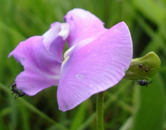Vigna vexillata anty bodies
